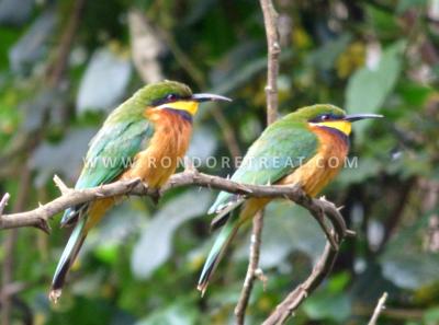 Cinnamon Chested Bee Eater