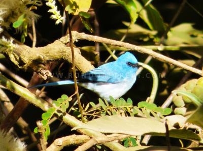 The African Blue Flycatcher