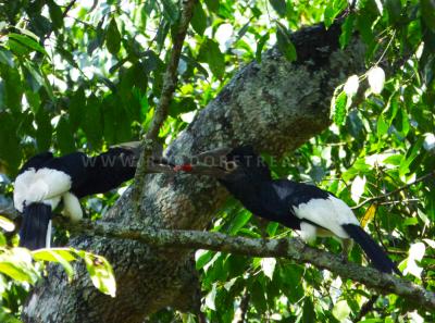 Black And White Casqued Hornbill Sharing A Fruit