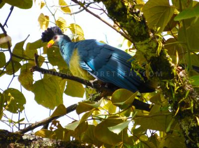 Majestic Great Blue Turaco