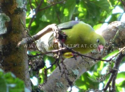 The African Green Pigeon