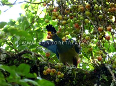 The Great Blue Turaco Feasting On Fig