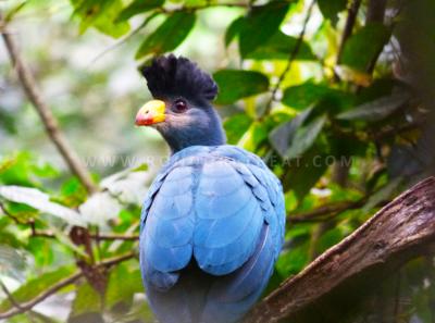 The Great Blue Turaco