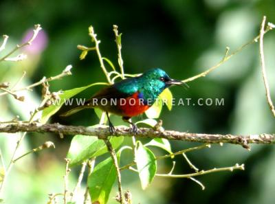The Northern Double Collared Sunbird