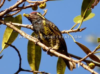 Yellow Spotted Barbet