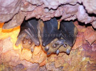 Bats In The Lirhanda Hill Cave