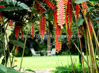 Natural Deco The Heliconia